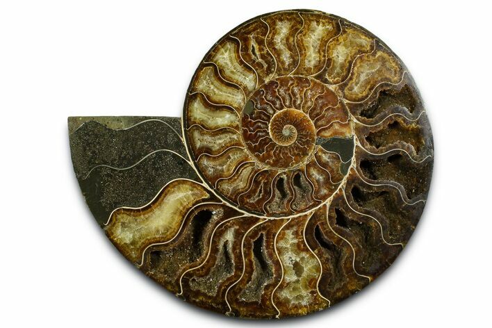 Cut & Polished Ammonite Fossil (Half) - Madagascar #371454
